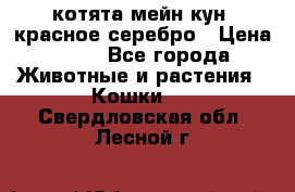 котята мейн кун, красное серебро › Цена ­ 30 - Все города Животные и растения » Кошки   . Свердловская обл.,Лесной г.